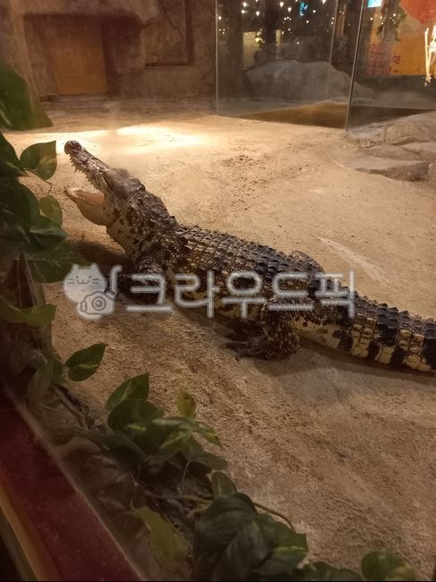 악어,동물,동물원,크로크다일,도마뱀