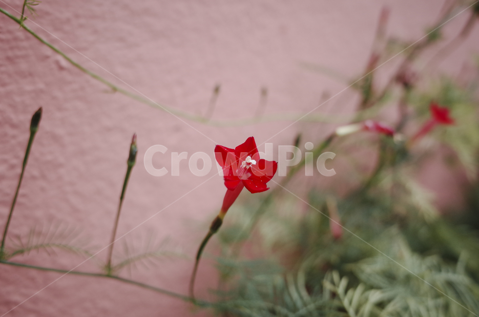 blossom,꽃,flower,식물,plant,red,빨간꽃,빨간,붉은,붉은꽃,들꽃