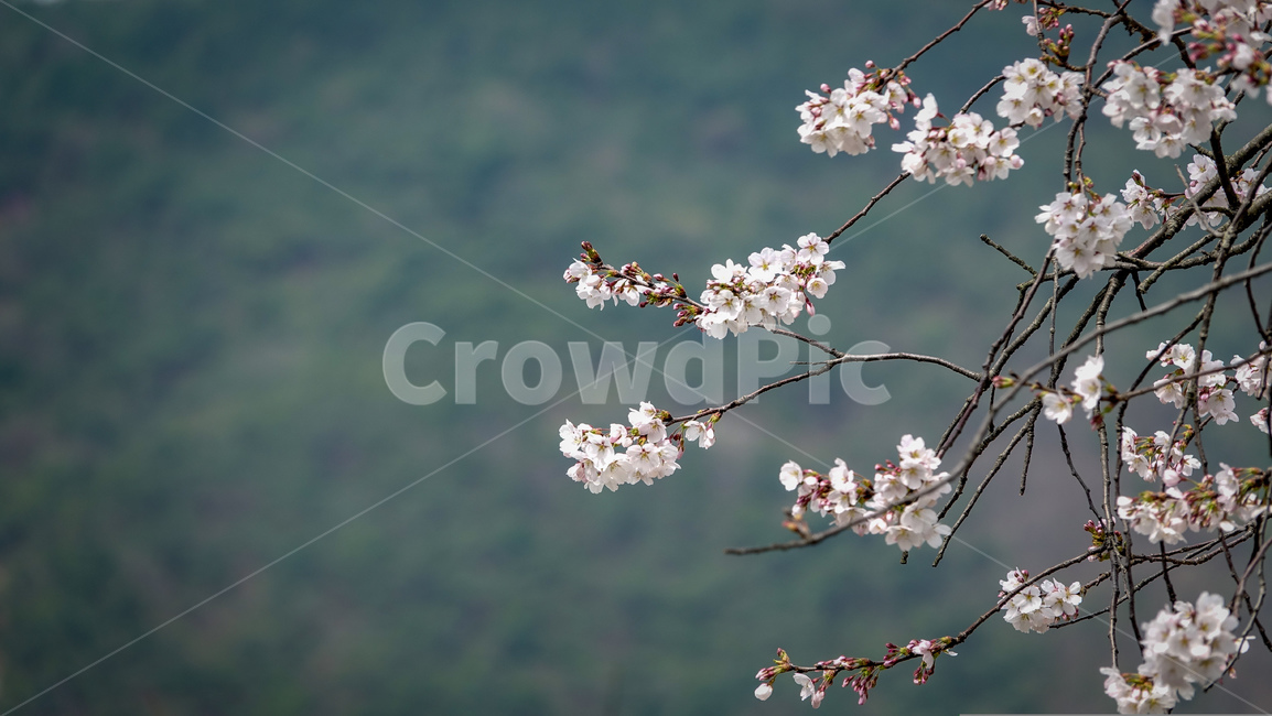 꽃,벚꽃,꽃나무,cherryblossoms,flower,plant,식물