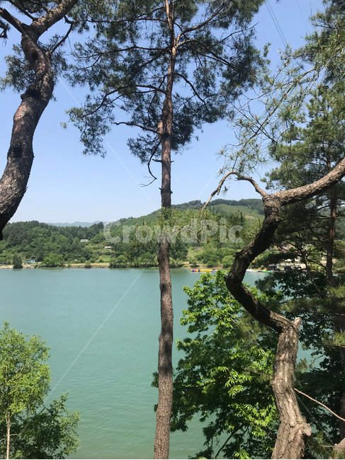 소나무,자연,강,하늘,나무,땅,푸름,숲,초록,파랑,햇빛,자연,풍경,nature,landscape,tree,plant,식물,tree trunk,나무 줄기