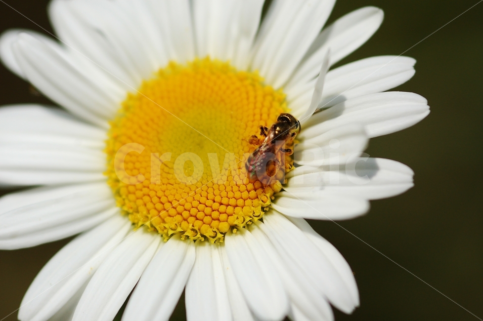 꽃,곤충,데이지,꽃사진,flower,식물,자연,plants,nature,동물,animal,곤충,벌레,insect,bug,꽃,flower