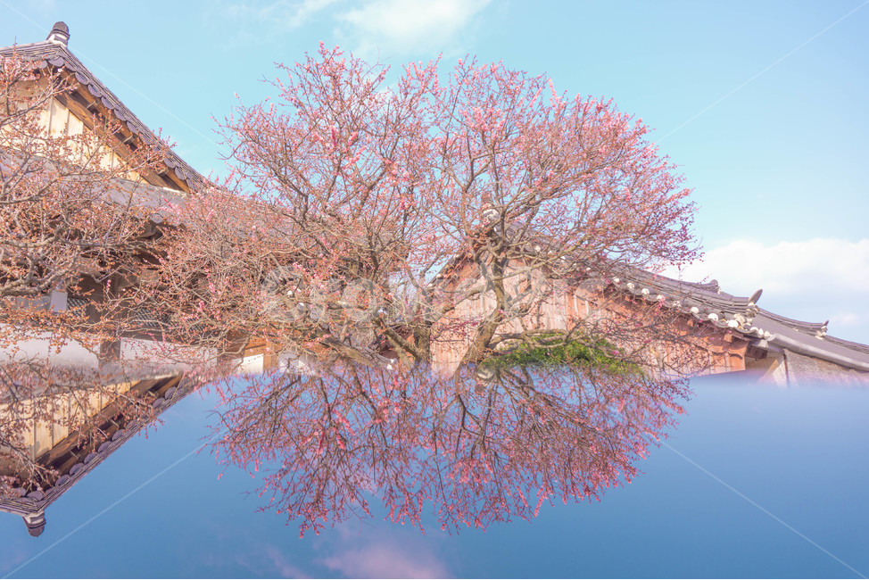 반영사진,홍매화,매화,봄,꽃,봄,계절,spring,season,한국전통,한국문화,korean traditional,korean culture,건축물,건물외관,exterior,building,structure,architecture,construction,plant,식물,blossom,cherry blossom,벚꽃,flower