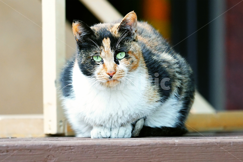 고양이,길고양이,길냥이,야옹이,냐옹이,냥냥이,반려묘,애완묘,반려동물,애완동물,야생동물,펫,캣,포유류,동물,mammal,animal,pet,cat,동물,animal,포유류,mammal,고양이,cat,kitten,kitty
