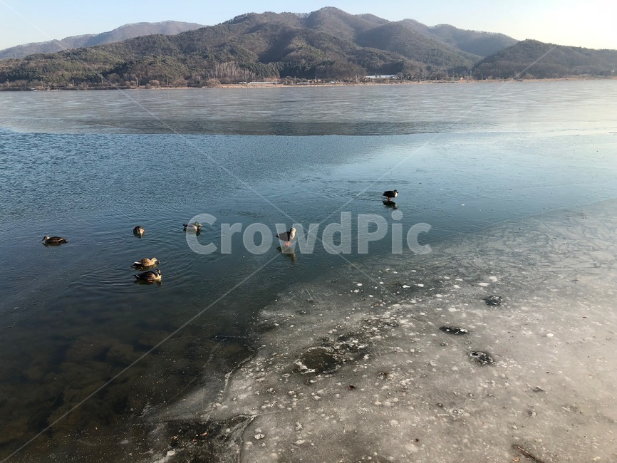 두물머리,겨울전경,오리,빙판,겨울산,겨울,겨울,계절,winter,season,자연,풍경,nature,landscape,동물,animal,조류,새,birds,water,물,outdoors,옥외