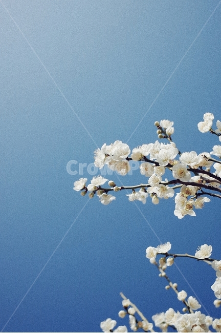 하늘,매화,봄,꽃,자연,봄,계절,spring,season,식물,자연,plants,nature,꽃,flower,감성,sensible,feeling,plant,blossom