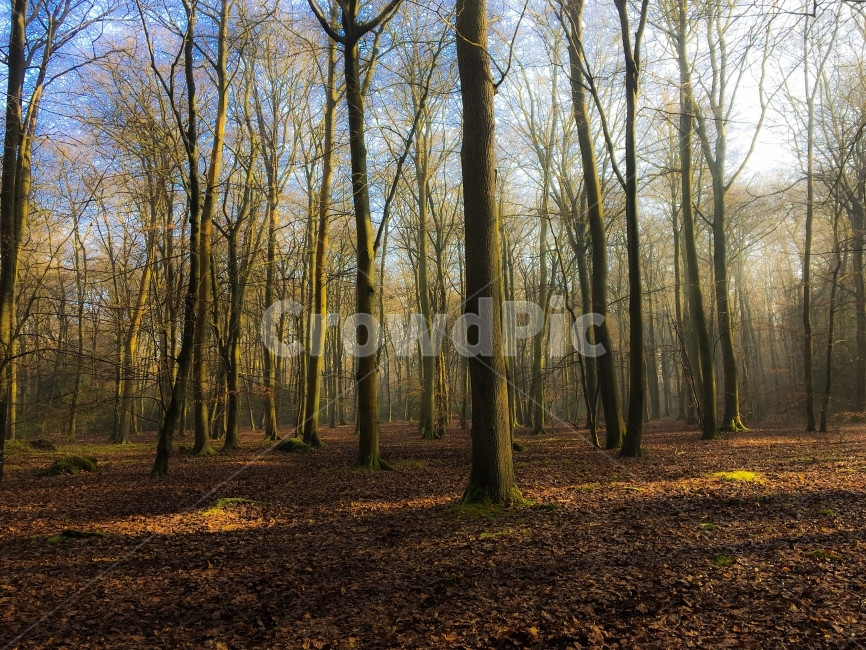 영국,숲,여행,자연,겨울,Marlow,Forest,Trees,나무,자연,풍경,nature,landscape,식물,plants,나무,trees,wood,plant,tree,ground,바닥,tree trunk,나무 줄기