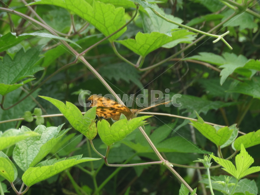 곤충,나비,동물,자연,벌레,동물,animal,곤충,벌레,insect,bug