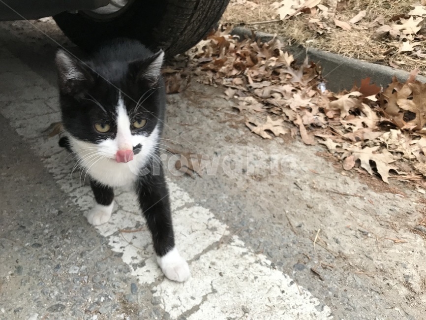 애완동물,고양이,동물,pet,cat