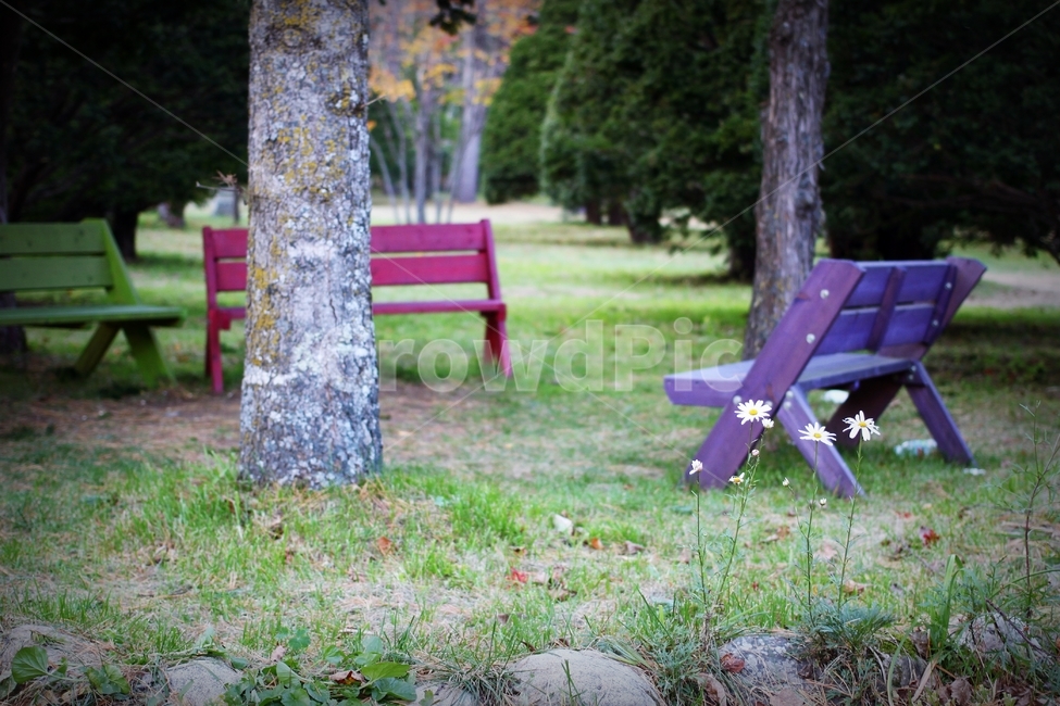 가을,벤치,삼양목장,꽃,감성,색감,분위기,풍경,mood,landscape,flower,colorfull,tree,나무,풀,자연,풍경,nature,landscape,bench,park bench,공원 벤치