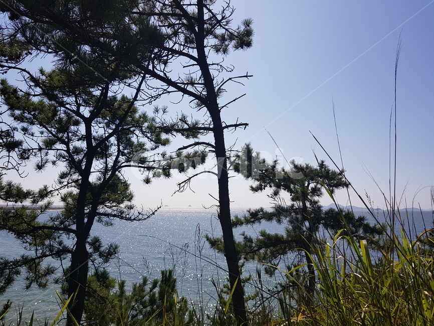 배경,바다,나무,가을,낮,자연,풍경,nature,landscape,tree,plant,식물,fir,전나무,conifer,구과 식물