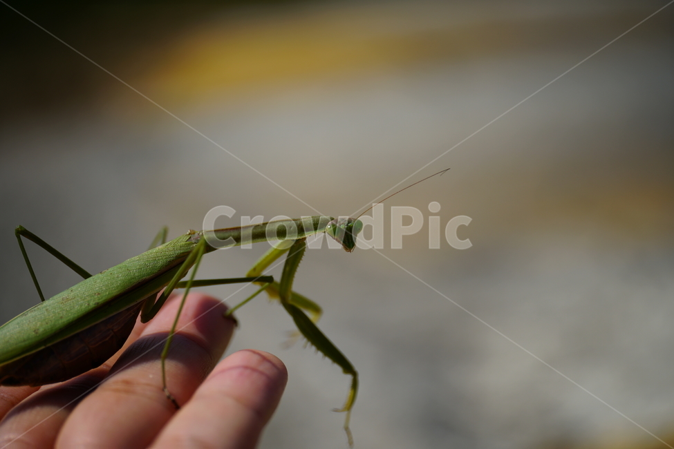 곤충,사마귀,자연,mantis,insect,prayinginsect,동물,nature,접사,closeup,macro,손,손가락,손바닥,사람손,hand,finger,palm,동물,animal,곤충,벌레,insect,bug