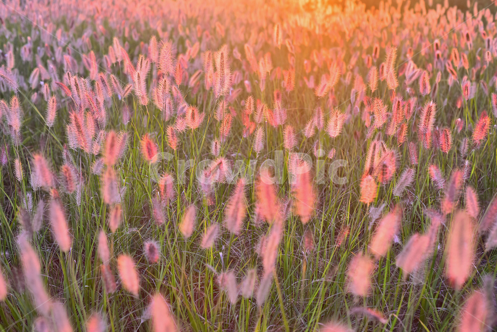 가을,가을배경,수크령,석양,감성사진,핑크색꽃,분홍색꽃,pink,일몰,들판,초지,background,역광,season,시즌,계절,야외,옥외,들녘,해질녘,해질무렵,들꽃,식물,야생화,들풀,가을분위기,가을느낌,배경,바탕,백그라운드,green,10월,9월,일년초,autumn,fall,plant,blossom,잡초,목초,grass,솜털,느낌,필링,분위기,emotional,sensible,feeling,가을,계절,fall,autumn,season,자연,풍경,nature,landscape,한국자연풍경,한국자연경관,korea nature landscape,식물,plants,잔디