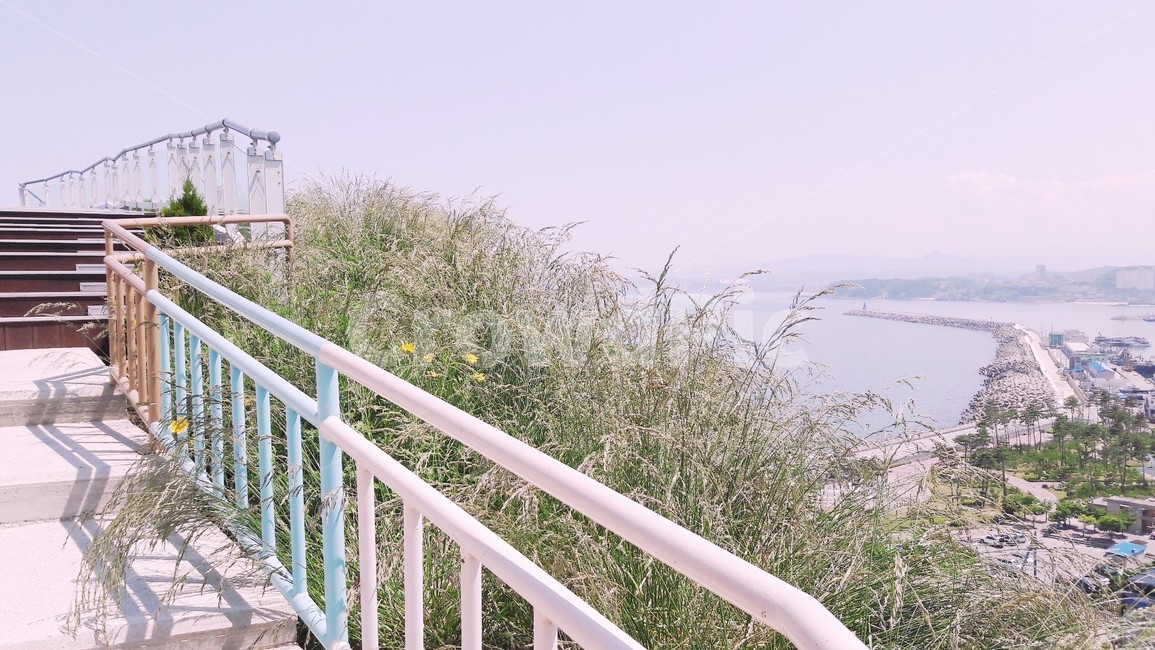 풍경,바다,길,자연,갈대