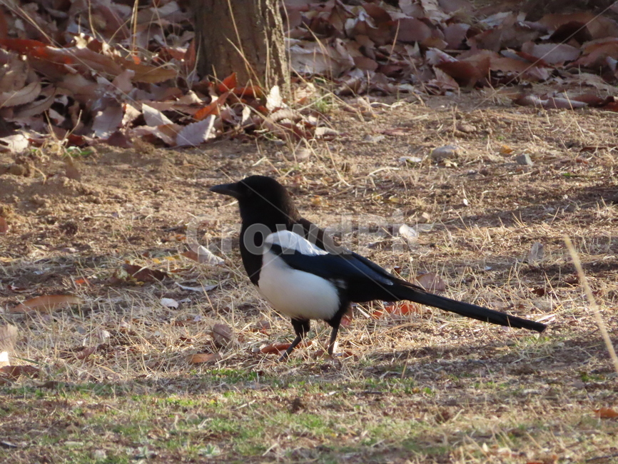까치,동물,잡초,흙,봄,새,조류,갈색,식물,자연,한국조류,magpie,animal,weed,dirt,nature,spring,bird,brown,flora,동물,animal,조류,새,birds