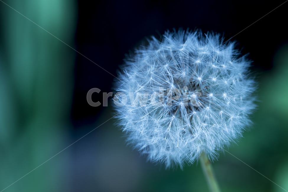꽃,작은꽃,귀여운꽃,작고귀여운꽃,꽃씨,식물,자연,plants,nature,꽃,flower