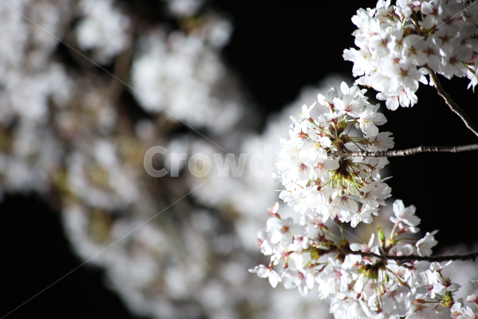 봄,야경,벚꽃,흰색,야간촬영,봄,계절,spring,season,식물,자연,plants,nature,꽃,flower,plant
