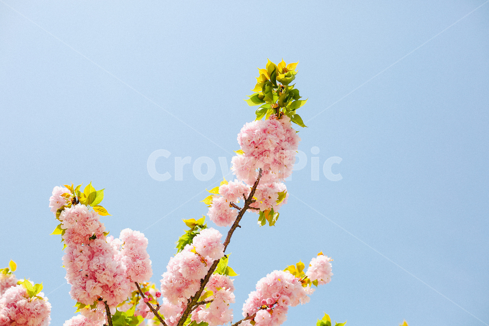 꽃,벚꽃,blossom,flower,겹벚꽃,잎사귀,하늘,봄,계절,spring,season,plant,식물