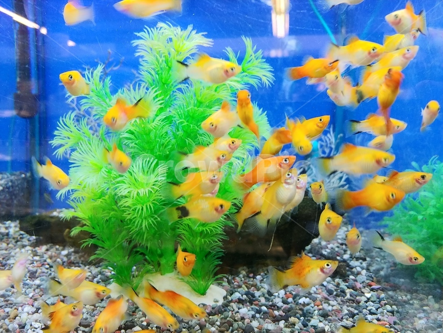 water,물,물고기,fish,aquatic,animal,동물,동물,animal,어류,물고기,fish