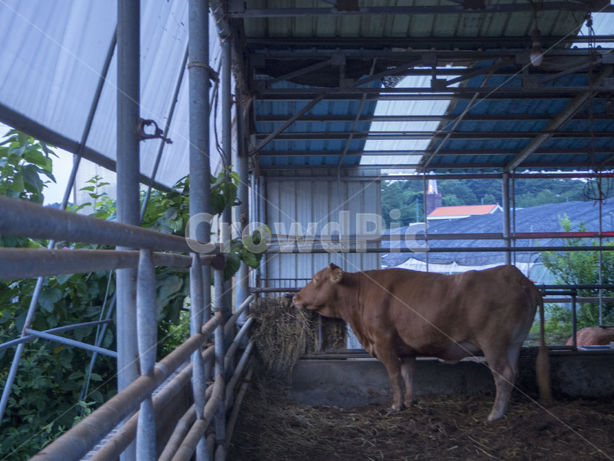 소,cow,갈색소,창녕,창녕소,동물,animal,포유류,mammal,산업,industry,industrial,목축업,목장,livestock farming,ranching,pasture