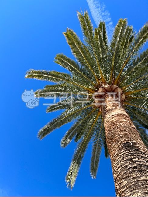blue sky,tree,sky,palm tree,palm tree,coconut,palm