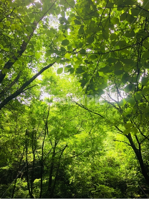 나무,초록,초록색,green,tree