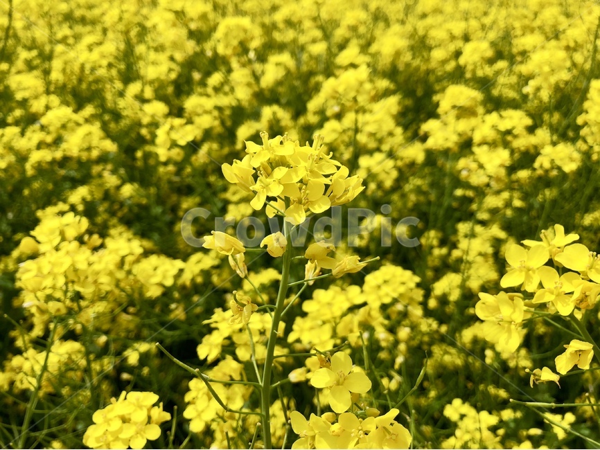 꽃,유채,노랑,봄,꽃밭,유채꽃,자연,식물,자연,plants,nature,꽃,flower