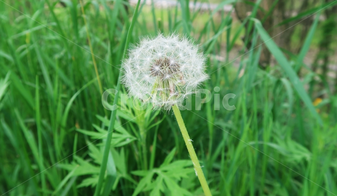 민들레,민들레꽃,민들레꽃씨,씨앗,꽃씨,초록,그린,정원,봄,봄꽃,화이트,흰색,흰색꽃,들판,nature,flower,plant,summer,background,seed,field,dandelions,spring,dandelion,springflowers,여름