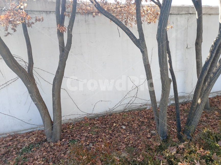 tree,나무,treetrunk,나무줄기,plant,식물,나뭇잎,leaves