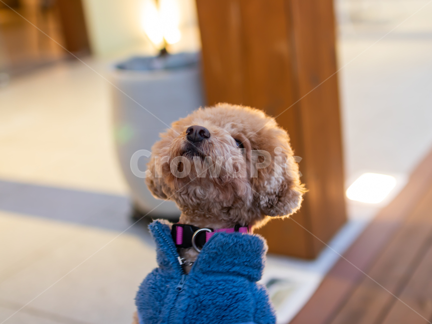 강아지,멍멍이,푸들,동물,토이푸들,개,동물,animal,포유류,mammal,개,강아지,dog,doggy