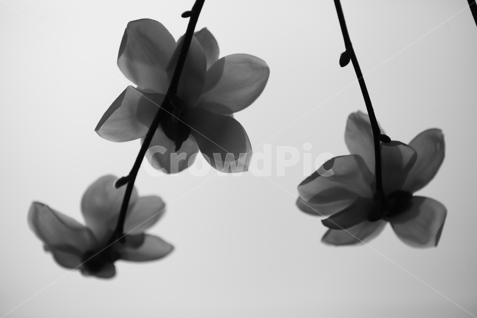 흑백,모노톤,plant,식물,꽃,flower,petal,꽃잎