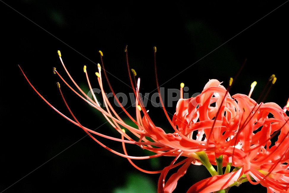 꽃무릇,상사화,꽃,붉은꽃,식물,식물,자연,plants,nature,꽃,flower