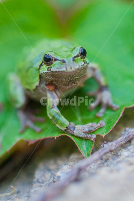 개구리,청개구리,양서류,동물,frog,동물,animal,파충류,양서류,reptile,amphibian