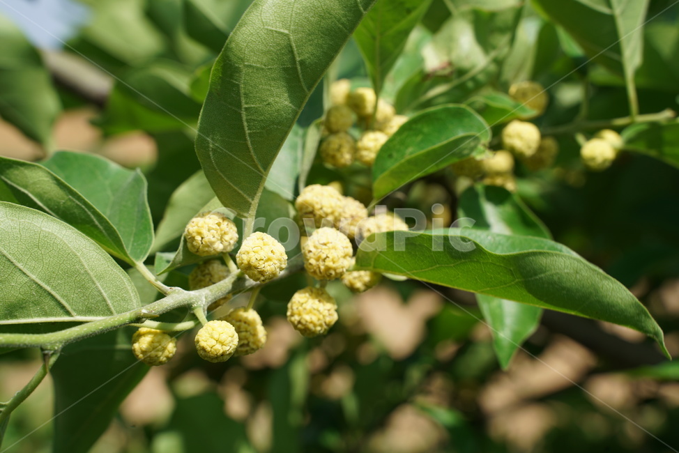 Cudrania fruit,deciduous tree,Fruit,tree,Kujippong,nettle,Moraceae,dicotyledonous plant class