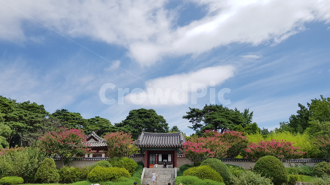 오죽헌,한국,전통,하늘,풍경,자연,구름,나무,하늘색,푸른,파란색,연두,색감,감성,감각,초록,초록색,식물,sky,light,cloud,nature,sunlight,sunbeam,beam,mining,background,scenery,tree,plant,sence,emotional,color,green,greenary,blue,bluesky,대지,산,mountain,초원,들,들판,earth,field,grassland,pasture,강릉,꽃,flower,traditional,강원도