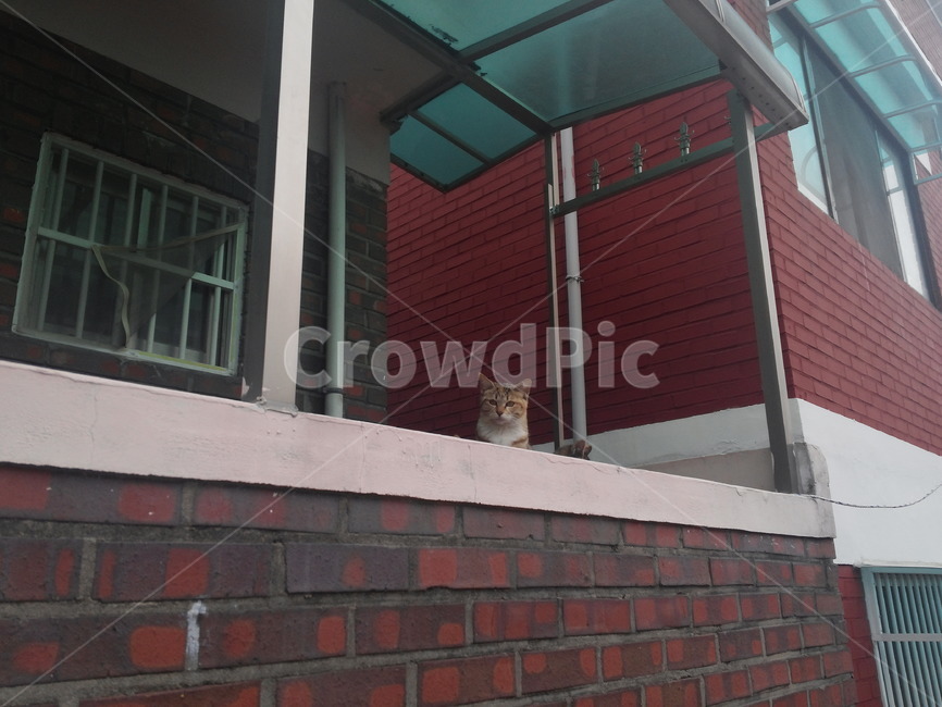 고양이,가족,새끼,갈색고양이,사냥,길고양이,호기심,형제,자매,동물,animal,포유류,mammal,고양이,cat,kitten,kitty