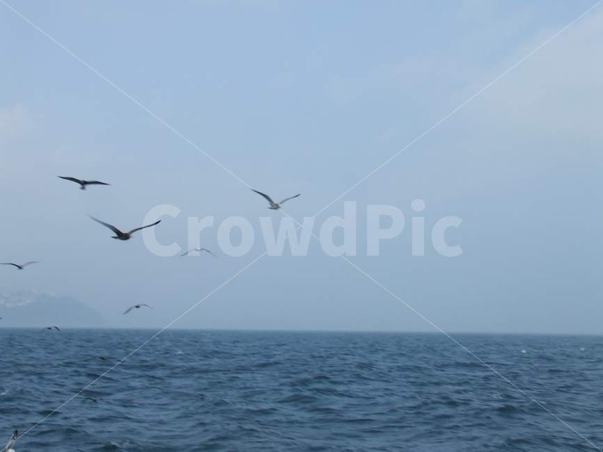 기러기,바다,배,하늘,동물,새,해안조류,바다조류,바다새,자연,풍경,nature,landscape,동물,animal,조류,새,birds,bird,flying,나는