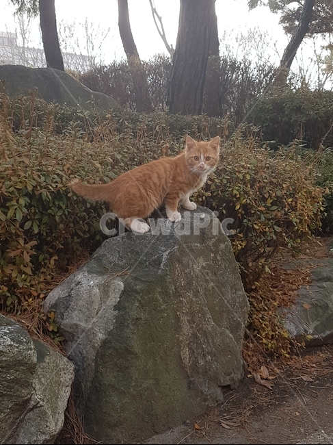 고양이,길고양이,치즈태비,아기고양이,cat,동물,animal,포유류,mammal,고양이,cat,kitten,kitty