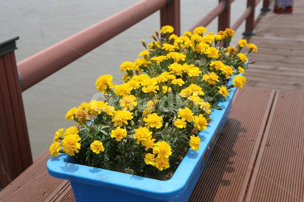 plant,식물,handrail,banister,난간
