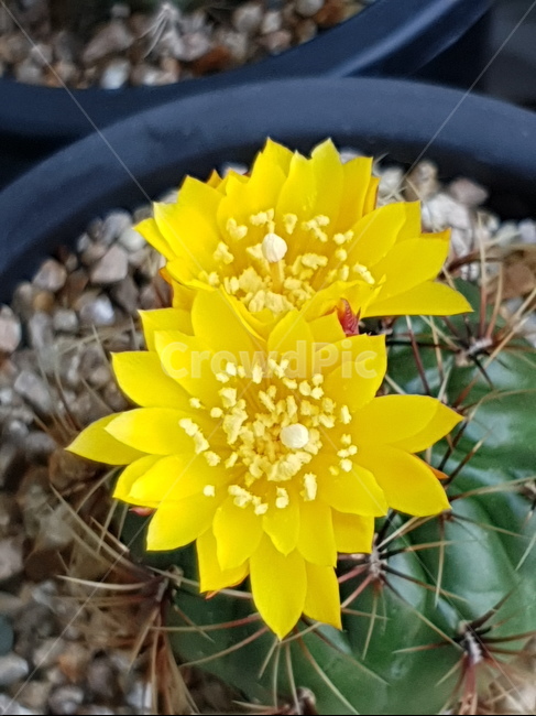 선인장,꽃,화분,flower,식물,자연,노랑