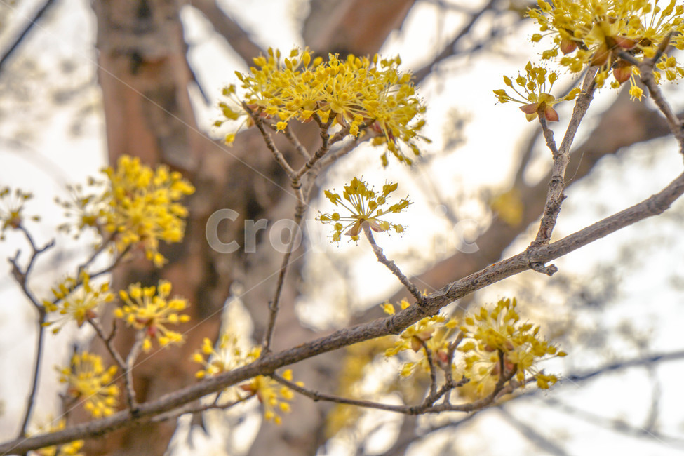 봄,산수유,노란꽃,꽃,하늘,나무,노란빛,노란색,봄꽃,봄,계절,spring,season,식물,자연,plants,nature,꽃,flower,plant