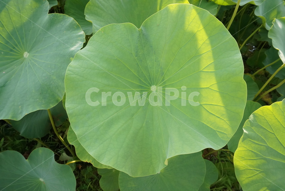 연꽃,분홍꽃,분홍,꽃,식물,자연,계절,flower,nature,season,초록,연못,5월꽃,식물,자연,plants,nature