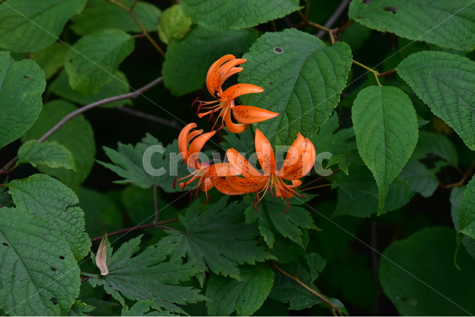 말나리,야생화,식물,자연,꽃,생태,힐링,플라워,wildflower,flower,plants,nature,season,감성,느낌,emotion,feeling,여름,여러해살이풀,산형과,백합과,백합속,주황색,식물,자연,plants,nature,꽃,flower