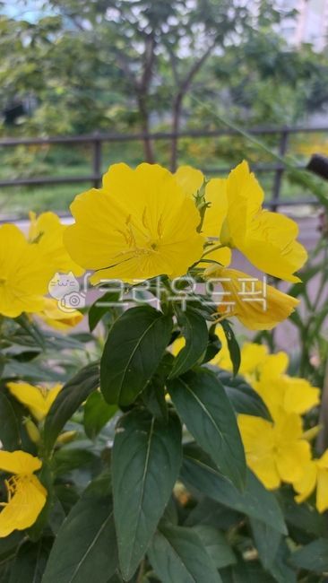 Needleflower,petal,evening primrose,biennis,leaf,flower