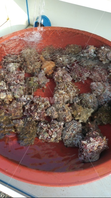 해산물,문어,개불,소라,멍게,전복,낙지,해삼,조개,보양식,바다,부산,연화리,시장,마트,마켓,market,mart,market place,음식,식재료,요리,food,cook,meal,dishes,food reserves,수산물,해산물,fishery products,seafood