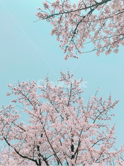 벚꽃축제,벚꽃,벚나무,blossom,cherryblossom,봄