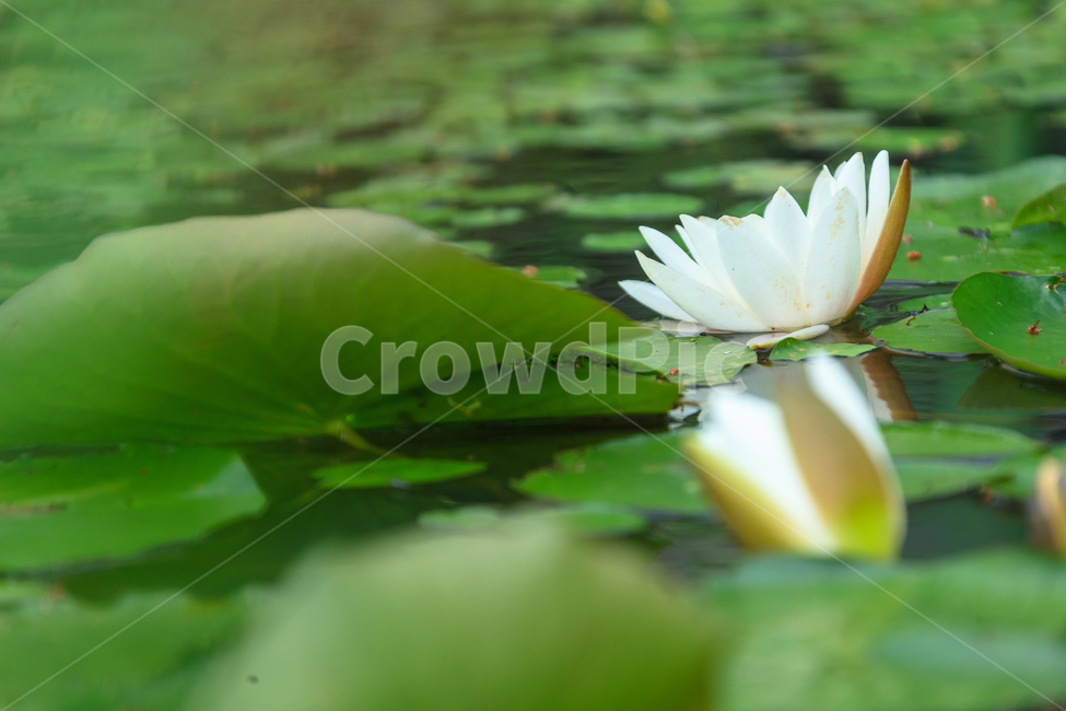연꽃,비,꽃,여름,불교,호수,꽃잎,식물,자연,plants,nature,꽃,flower