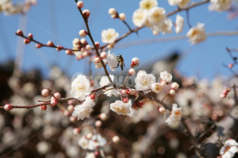 매화,꽃,나무,벌,flower,tree,plant,식물,벚꽃,cherryblossom,blossom,봄,spring,자연,nature