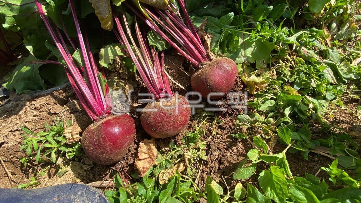root plant,red radish,beat,summer beat,red plant,vegetable