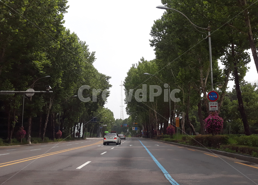 road,asphalt,아스팔트,tarmac,타맥,freeway,highway,고속도로,가로수,길,나무,식물,자연,도로,한국,대한민국,서울,찻길,차선,중앙선,자동차,승용차,교통,교통수단,표지판,가로등,차도,라인,줄