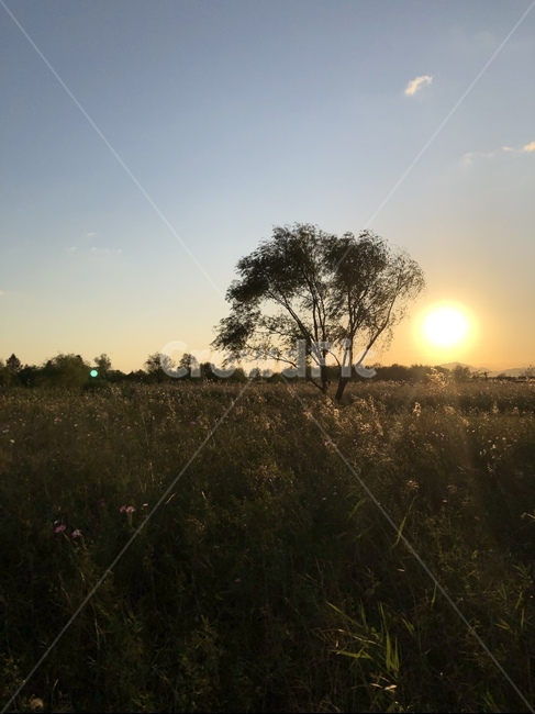 햇빛,flare,빛,sunlight,자연